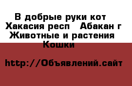 В добрые руки кот - Хакасия респ., Абакан г. Животные и растения » Кошки   